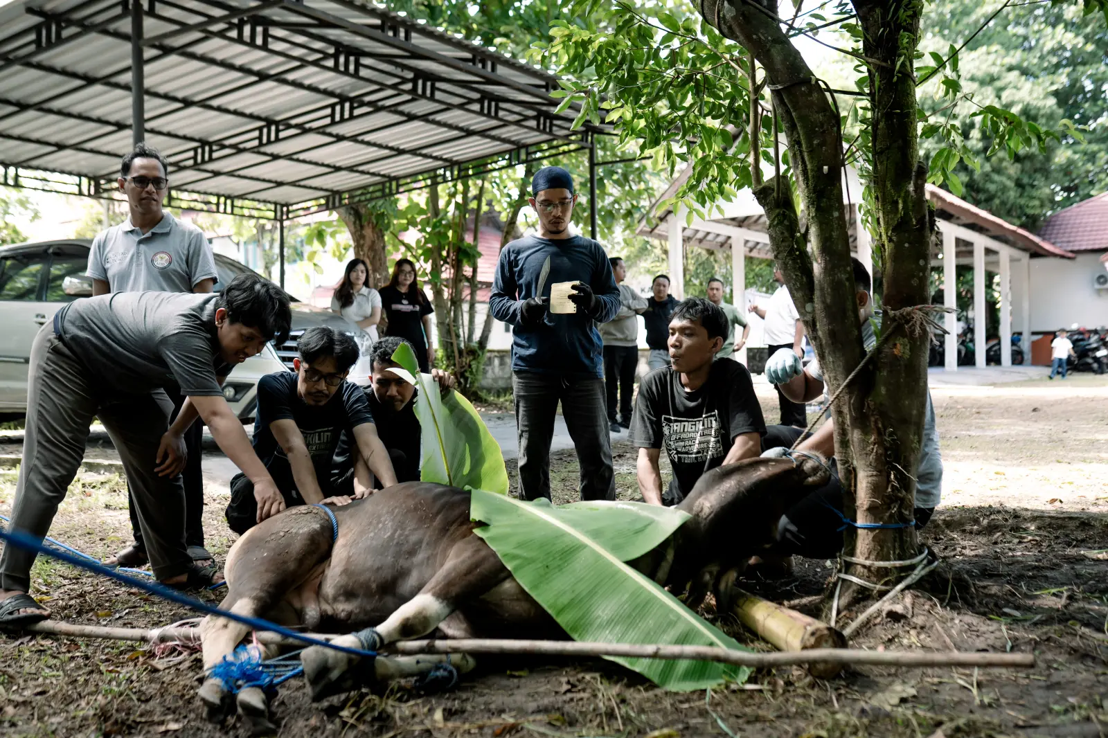 KPID KALTENG SALURKAN SAPI KURBAN PEMPROV KALTENG UNTUK LEMBAGA PENYIARAN DI PALANGKA RAYA